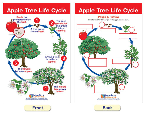 NewPath Learning Life Cycles Bulletin Board Charts, Set/8, Laminated, 12" x 18" (94-1504)