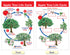 NewPath Learning Life Cycles Bulletin Board Charts, Set/8, Laminated, 12" x 18" (94-1504)