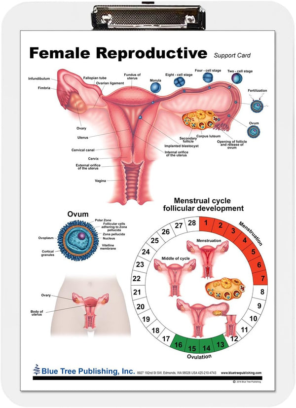 Blue Tree Publishing Female Reproductive Anatomy Clipboard