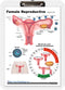 Blue Tree Publishing Female Reproductive Anatomy Clipboard