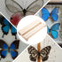 Yardwe Specimen Display Board, Adjustable Labs Boards for Butterfly Mounting Specimen Spreading Wings for Science