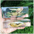 GFAZXDS Study Model Fiddler Crab Embedded Specimen Marine Life Crab Specimen Model, Raw Crystal Resin Real Insect Crab