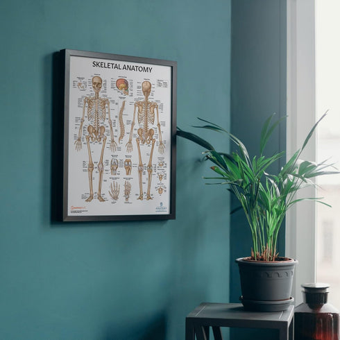 Anatomy Lab 4 PACK Human Anatomy Poster Set, Muscular, Skeletal, Nervous Systems, Laminated
