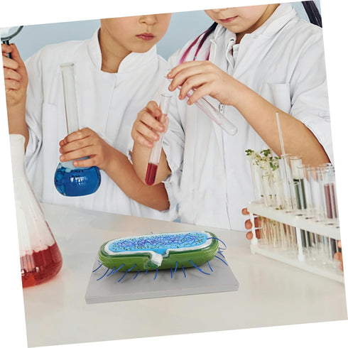 Realistic Cell Model for Biology Education - Anatomical Teaching Aid