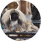 JaoXer Pekingese Dog 8-Inch Round Mouse Pad - Your Desk Companion for Office,