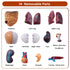 breesky 10.5inch Medical Torso Human Body Model Anatomy Doll with 15 Removable Parts for Education and Study