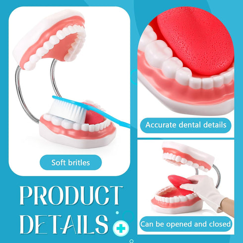 Set Baderke Huge Mouth Model with Hinge and Giant Toothbrush for Speech Therapy, Brushing Teaching Dental Teeth Model