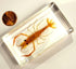 72mm Real Shrimp Oriental Freshwater River Prawn in Crystal Clear Lucite Resin Specimen Preserved Macrobrachium