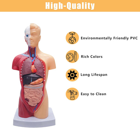 2026 11 inch 15 New Human Body Model for Kids, Pcs Removable Human Torso Anatomy Model for Teaching, Students