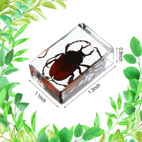 12 Macarrie Pcs Insect Specimens for Kids Bug Collection Kit Real Specimens of Various Butterflies Beetles Classroom