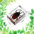 12 Macarrie Pcs Insect Specimens for Kids Bug Collection Kit Real Specimens of Various Butterflies Beetles Classroom