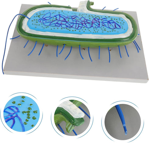 Toddmomy Microbiology Teaching Model Detailed and Anatomy Display for Classroom and Lab Use Educational Resource