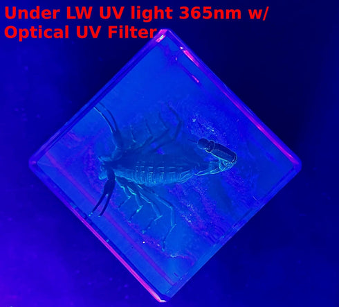 2" Real Black Scorpion in Crystal Clear Lucite Resin Diorama Paperweight for Biology Education & Display