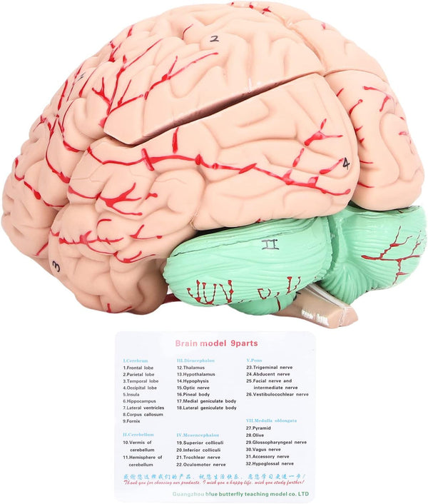 Yosoo Health Gear Human Brain Model Anatomy, Detachable Neuroscience Study Mold for