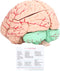 Yosoo Health Gear Human Brain Model Anatomy, Detachable Neuroscience Study Mold for