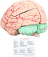 Yosoo Health Gear Human Brain Model Anatomy, Detachable Neuroscience Study Mold for