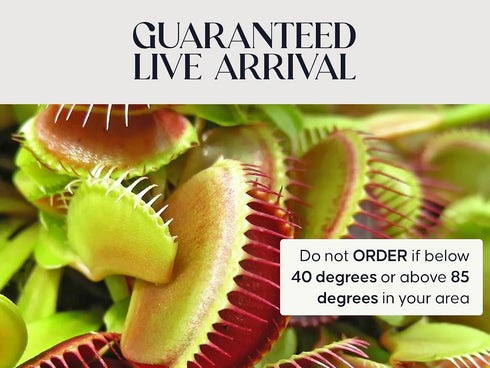 Store Venus Fly Trap Live Plant with White Ceramic Pot + Carnivorous Plant Soil and Live Venus Flytrap