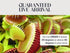 Store Venus Fly Trap Live Plant with White Ceramic Pot + Carnivorous Plant Soil and Live Venus Flytrap