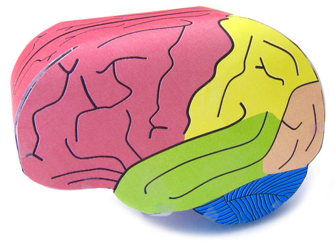 NewPath Human Brain 3-D Paper Model Making Kit - Individual Student Edition
