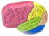 NewPath Human Brain 3-D Paper Model Making Kit - Individual Student Edition