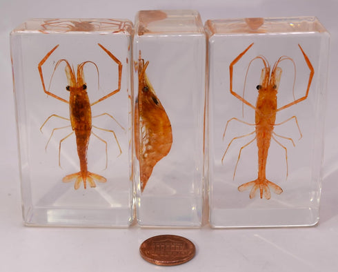 72mm Real Shrimp Oriental Freshwater River Prawn in Crystal Clear Lucite Resin Specimen Preserved Macrobrachium