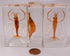 72mm Real Shrimp Oriental Freshwater River Prawn in Crystal Clear Lucite Resin Specimen Preserved Macrobrachium