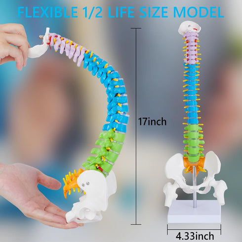 Ruiishunyy 15.5 Mini Spine Anatomy Model - Miniature Human Color Spine Model with All Nerves for Medical Learning