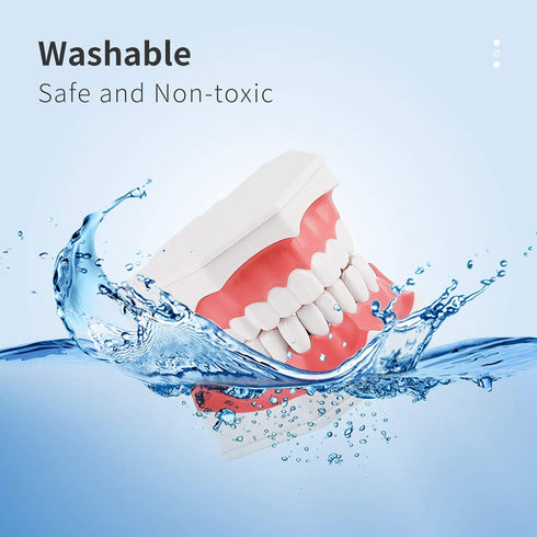 Annhua Large Dental Teeth Model with Denture Toothbrush, 2 Times Brushing Teaching Tools for Kids, Dental Students