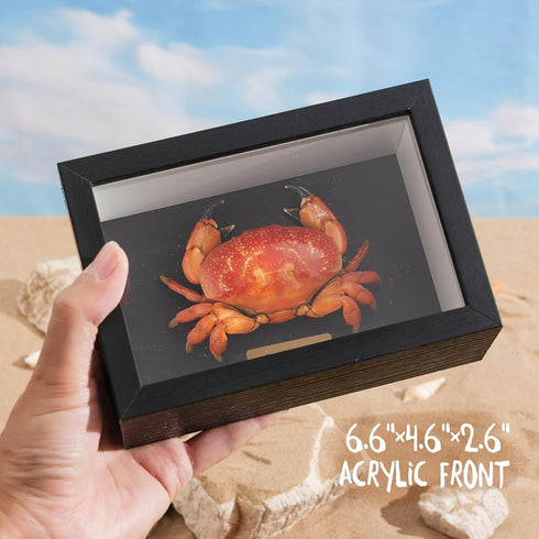 Liyoakyo 6.6 4.6 2.6 Real Crab Taxidermy Framed Preserved Specimen for Coastal Wall Decor, Beach Home Art