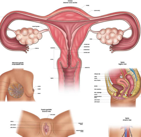 17.3 22.5 Inches Anatomy Lab Human Female Reproductive System Anatomy Poster, x - Detailed Female Anatomy Poster