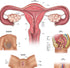 17.3 22.5 Inches Anatomy Lab Human Female Reproductive System Anatomy Poster, x - Detailed Female Anatomy Poster