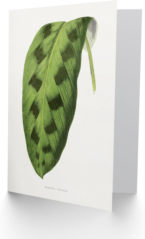 Artery8 Blank Art Greeting Card - AF Lydon Benjamin Fawcett Design