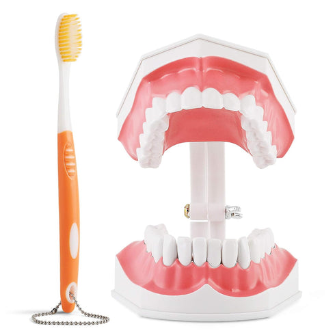 Annhua Large Dental Teeth Model with Denture Toothbrush, 2 Times Brushing Teaching Tools for Kids, Dental Students