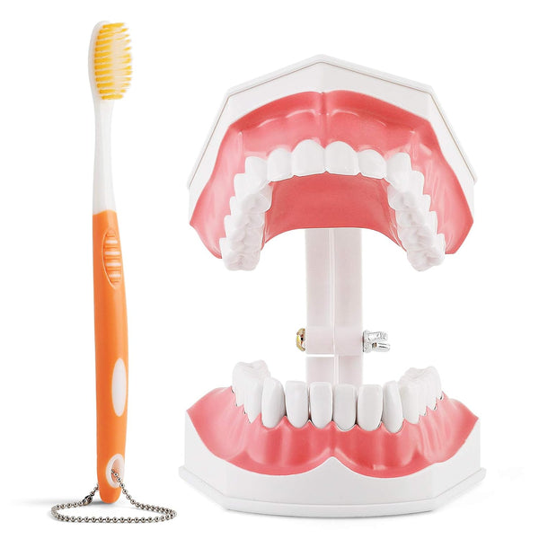 Annhua Large Dental Teeth Model with Denture Toothbrush, 2 Times Brushing Teaching Tools for Kids, Dental Students