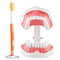 Annhua Large Dental Teeth Model with Denture Toothbrush, 2 Times Brushing Teaching Tools for Kids, Dental Students