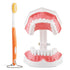 Annhua Large Dental Teeth Model with Denture Toothbrush, 2 Times Brushing Teaching Tools for Kids, Dental Students