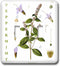 3dRose Peppermint Herb Kitchen Art - Herbal Medicinal Plants Botanical Print double