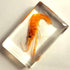 44mm Real Shrimp in Crystal Clear Lucite Resin Specimen Preserved Oriental Freshwater River Prawn Macrobrachium