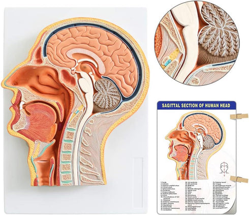 EVOTECH SCIENTIFIC Human Relief Median Section Head Model, Head and Brain Model, Medical Head Brain Neck Median Section