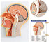 EVOTECH SCIENTIFIC Human Relief Median Section Head Model, Head and Brain Model, Medical Head Brain Neck Median Section
