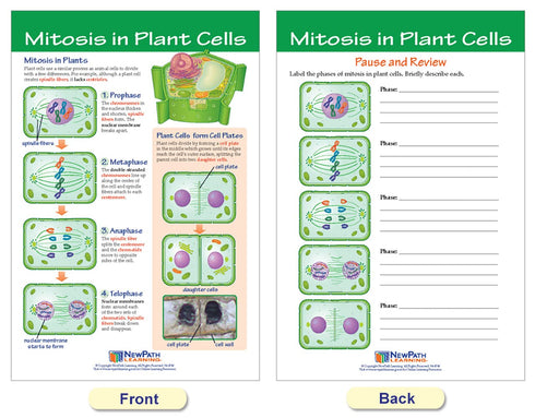NewPath Learning Mitosis Bulletin Board Chart Set, Pack of 5 (94-7014)