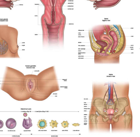 17.3 22.5 Inches Anatomy Lab Human Female Reproductive System Anatomy Poster, x - Detailed Female Anatomy Poster