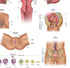 17.3 22.5 Inches Anatomy Lab Human Female Reproductive System Anatomy Poster, x - Detailed Female Anatomy Poster