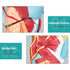 2X Detailed Human Throat Model - Perfect for Science Education