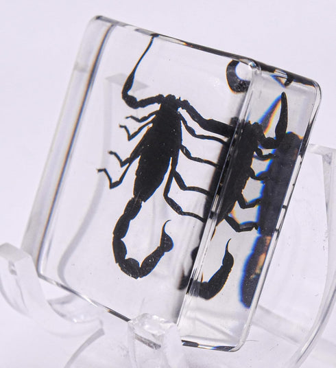 38mm Real Black Scorpion Preserved in Crystal Clear Lucite Resin Specimen for Biology Science Education & Crafts