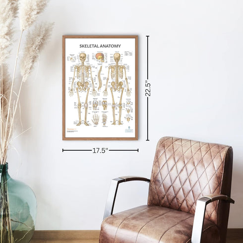 Anatomy Lab 4 PACK Human Anatomy Poster Set, Muscular, Skeletal, Nervous Systems, Laminated