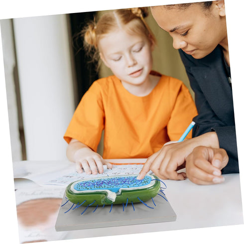 Realistic Cell Model for Biology Education - Anatomical Teaching Aid