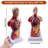 breesky 10.5inch Medical Torso Human Body Model Anatomy Doll with 15 Removable Parts for Education and Study