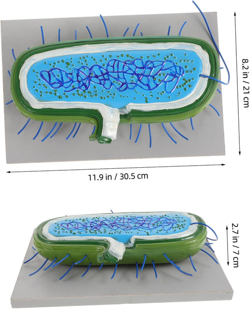Toddmomy Microbiology Teaching Model Detailed and Anatomy Display for Classroom and Lab Use Educational Resource