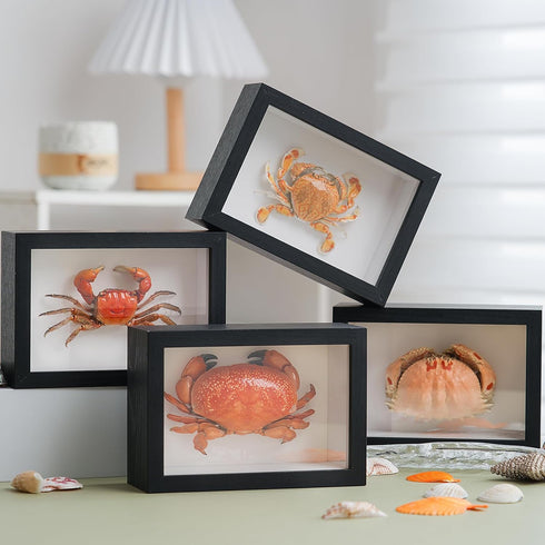 1st 6.6 4.6 Heaven Framed Real Crab Taxidermy Preserved Specimen for Wall Art, Coastal Home Decor, or Educational
